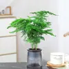 Rábano Verde Árbol de la Fortuna Espárrago Bambú Flor de Incienso de Nueve Millas Planta en Maceta Interior Menta Bambú Rico Planta Hidropónica Fácil de Alimentar