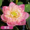 Loto Ornamental en Maceta Acuicultura Loto Comestible Plántulas Semillas de Lirio de Agua Nenúfares Semillas de Flores Plantas de Estanque Hidropónicas