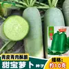 Sementes de Rabanete Fruta Shawo Koyi Tianbao, doce e crocante o ano todo, pode ser comido cru, vegetal de casca verde e coração verde