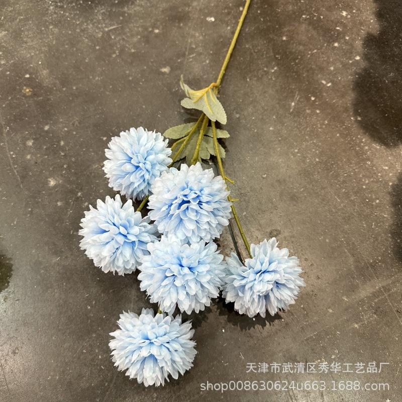 6头球菊浅蓝