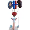 Modelo de anatomía del sistema urogenital masculino modelo de enseñanza modelo experimental Modelo de anatomía del corazón y el duodeno