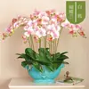 Floreciendo con capullos, orquídeas de sala de estar de otoño e invierno, plántulas grandes, plantas de interior, fáciles de cultivar en todas las estaciones