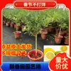 Dropshipping: Limonero perfumado, planta en maceta con fruta comestible, ideal para balcón o patio, ideal para plantar todo el año, Guangdong.