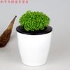 Escritorio Tierra Verde Plantas Verdes Espacio Verde Coral Helechos Perennes Hierba Nube Verde Plantas Hidropónicas en Maceta Tierra Verde