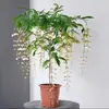 Planta de Jasmim em vaso para pendurar para uso interno com botões, planta verde resistente, planta pendente, flor de jasmim-de-vento, fácil de cuidar o ano todo