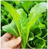 Semillas de Verduras, Colza de Primavera, Verduras Fáciles de Cultivar en el Balcón Familiar, Cilantro, Espinaca, Semillas de Rábano, Semillas de Verduras de Cuatro Estaciones