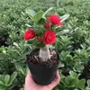 Resistente al Calor y al FríoRosa del Desierto de Flor Doble Perenne Flores de Interior en Maceta Plantas Verdes Fáciles de Cultivar Bonsái
