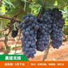 Dropshipping Patio Extra Grande Sunshine Rose Uva Plantón Jufeng Planta en Maceta Plantación Norte-Sur Plantación en el Suelo Plantación Resistente al Frío Escalada