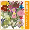 Paquete de Materiales DIY de Flores Secas Flores Prensadas Hechas a Mano Flores Conservadas Marcadores de Libros de Flores Prensadas Hojas de Árbol Real Plantas Pegatinas de Resina Maquillaje Facial