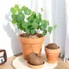 Plantas Suculentas para Paisajismo, Plantas Verdes Redondas de Hoja para Maceta Tortuga de Montaña, Bonsái de Escritorio Hidropónico, Plantas Trepadoras para Patio