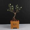 Ciruelo en Maceta Interior Perfumado Ciruelo de Invierno Bonsái Ciruelo Rojo Pila Vieja Balcón Patio Plantas Resistentes al Frío Fáciles de Cultivar