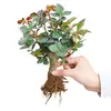 Planta en Maceta de Flor de Rosa con Raíces Viejas, Florece Todo el Año en Interiores, Flores Grandes con Aroma Fuerte, Adecuada para Ver en Balcón, Planta Verde para Entrega