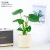 Monstera em Vaso para Mesa de Escritório Purifica o Ar, Pequenas Plantas Verdes, Enfeites de Mesa em Vaso para Interior, Bom para Alimentar Plantas
