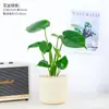 Planta de Monstera en Maceta para Escritorio de Oficina, Pequeña Planta Verde Purificadora de Aire, Decoración de Mesa para Interiores, Planta Fácil de Cuidar