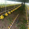 Línea de Alimentación de Pollos Personalizada por el Fabricante, Línea de Alimentación para Patos de Corral Plano y de Libre Pastoreo, Línea Automática de Alimentación y Bebedero, Cangzhou Qingshan