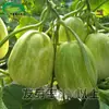 Semillas de Melón Rey de Azúcar Huerto Jardín de Verduras Alto Contenido de Azúcar Blanco Verde Amarillento Sabor Dulce Crujiente Semillas de Melón Ovaladas