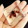 Animais Pequenos Insetos Reais Resina Insetos Reais Besouro Dourado Escorpião Aranha Cigarrinha Besouro Espécimes Caixa de Presente Marinha