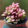 Planta Suculenta de Balcón en Maceta Premium Rosa Huevo de Durazno Montaña Rosa Planta Verde de Interior para Escritorio Jade Nevado Rocío de Jade
