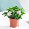 Planta verde Gardênia flor planta em vaso para purificação do ar interior, floresce o ano todo, fácil de cuidar