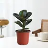 Planta de Caucho Black Diamond en Maceta para Uso en Interiores y Exteriores, Planta Verde para Purificación del Aire, Planta en Maceta para Escritorio de Oficina, Planta Verde de Cuatro Estaciones