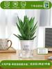 Envío directo Aloe Vera en maceta Interior Dormitorio Purificador de aire Resistente a la sequía Florales y Plantas Verdes Escritorio de oficina Buen almacenamiento