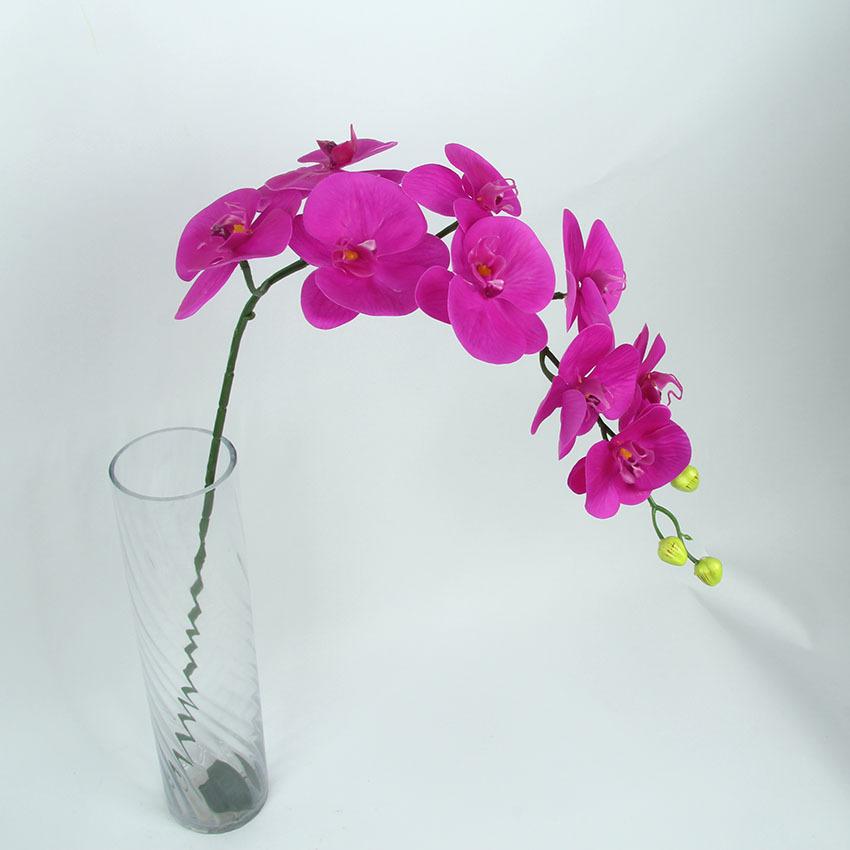 胶片蝴蝶兰 主图12.jpg