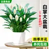 Maceta Grande de Planta de Palma Blanca de una Pieza para Dropshipping, un Símbolo de Buena Fortuna, Planta en Maceta con Flores, Planta Hidropónica, Planta con Flores, Planta Verde para Interior de Oficina