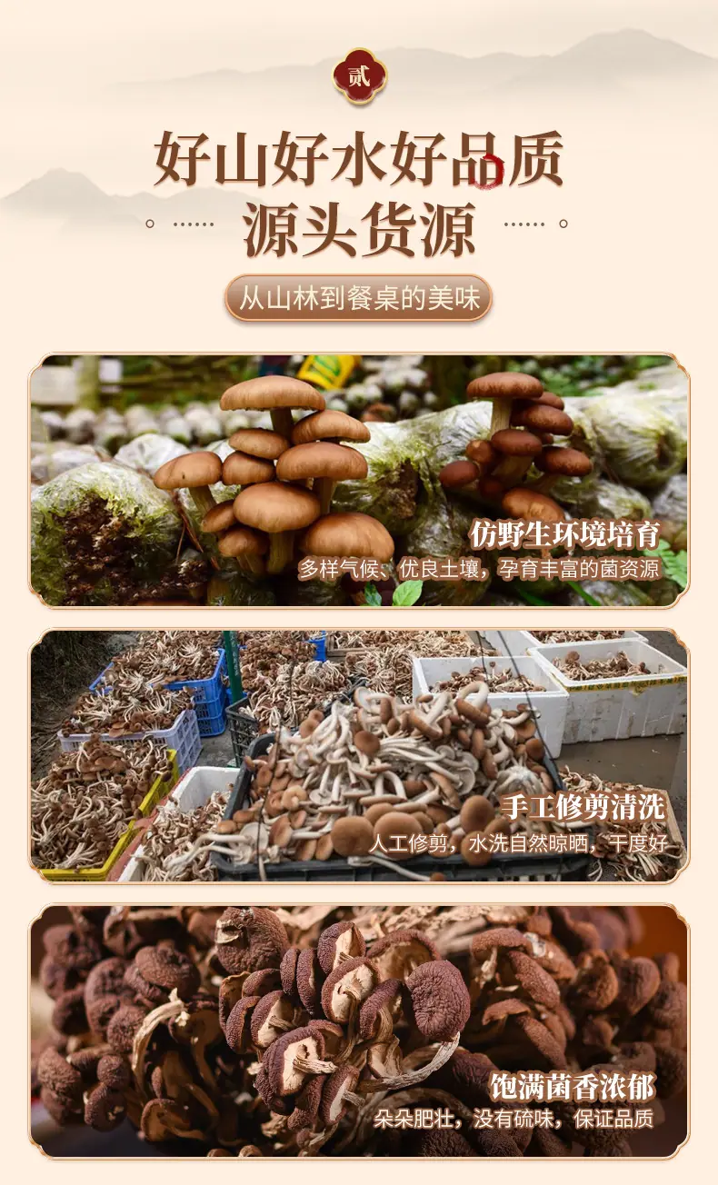 茶树菇_03