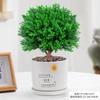 Evergreen Interior Balcón Patio Escarcha Plantas En Maceta Son Fáciles de Mantener y Viven en Escritorio Bonsái Verde Plantas Verdes Pinos
