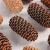 Pinha de Abeto Pinha Decorações de Natal Adereços de Fotografia Flores Secas Materiais DIY Enfeites Naturais Feitos à Mão Estilo Floresta