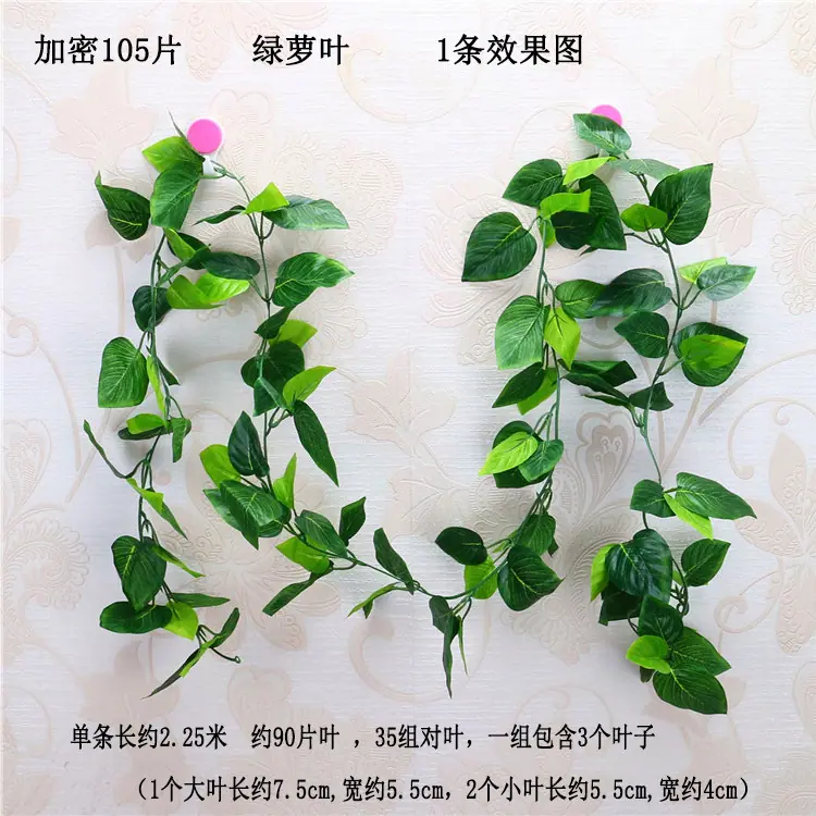 加密105片  绿萝 宋体  一条.jpg