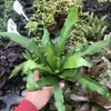 Plantas de Piedra Absorbente Plantas Verdes Piedra de Agua Acuaterrario Tanque de Selva Rocalla Paisajismo Musgo Helecho Micro-paisaje Plantas de Bonsái