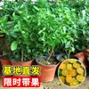 Mudas Pequenas de Limão Laranja Verde de Hainan Mudas de Semente de Limão Kumquat Em Vasos Sala de Estar Interna Varanda Árvore Frutífera Mudas de Frutas o Ano Todo