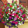180 Variedades de Sementes de Flores Não Repetitivas, Fáceis de Cultivar em Todas as Estações, Podem Afastar Mosquitos, Adequadas para Varandas Internas e Externas, Distribuição Transfronteiriça