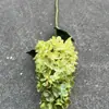 Fabricante de Flores Artificiales para Bodas Verdes Hortensia Verde Rosa Rocío de Golondrina Loto Bola de Cebolla Decoración Suave para Bodas Flor Artificial al por Mayor