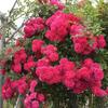 Dropshipping de mudas de flores amarelas lenhosas, trepadeiras, flores de jardim brancas, resistentes ao frio, com botões, rosas vermelhas fáceis de cultivar, florescendo em todas as estações