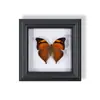 Marco de Fotos de Espécimen de Mariposa Pintura Decorativa de Madera Adorno Retro Europeo Soporte de Exhibición Muebles DIY Regalo de Cumpleaños Regalo