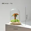 Enfeite de Árvore de Coco Glaceado Artesanal Zibo com Tampa de Vidro, Planta Preservada, Presente Criativo, Decoração de Mesa, Atacado