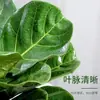 Qin Ye Rong Planta Verde Hidropônica Pequeno Vaso Desktop Escritório para Alimentar Flores Nórdicas Sempre Verde e Purificar o Ar