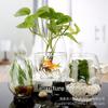 Maceta hidropónica de cristal para plantas de pelo liso, florero de agua para escritorio de oficina, pecera redonda transparente tipo huevo de dragón, venta al por mayor