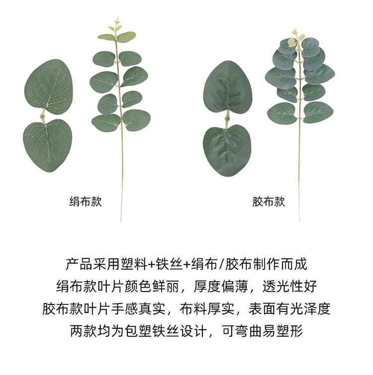 金钱叶