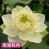 Loto Ornamental en Maceta Acuicultura Loto Comestible Plántulas Semillas de Lirio de Agua Nenúfares Semillas de Flores Plantas de Estanque Hidropónicas