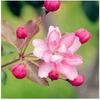 Jardín de Flores para Dropshipping, Wintersweet, Ciruela Roja, Ciruela Negra, Ciruela Verde, Ciruela Blanca, Brote de Wintersweet Corazón Liso, Maceta de Flor de Ciruelo