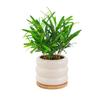 Planta de Bonsái Plantas de Interior Árbol del Dinero Flores de Escritorio Bambú Ciprés Fácil Cuidado Bonsái Pequeño Helecho Espárrago