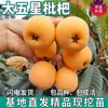 Árboles Frutales de Níspero de Cinco Estrellas Grandes de una Pieza, Injertados Sin Semillas, Terreno de Plantación de Cuatro Estaciones Norte y Sur, Plántulas Vivas en Maceta