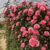Plántulas de Flores de Rosa de una Pieza para Envío Directo, Enredaderas que Florecen Todo el Año, Rosas Trepadoras de Jardín, Plantas Trepadoras de Pared con Flores Grandes, Flores