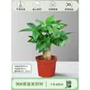Árbol del Dinero Maceta Flores, Sala de Estar, Casa Próspera, Plantas Verdes, Fácil de Cultivar en Todas las Estaciones, Árbol del Dinero, Plantas Hidropónicas de Escritorio para Oficina