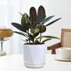 Planta de Caucho Black Diamond en Maceta para Uso en Interiores y Exteriores, Planta Verde para Purificación del Aire, Planta en Maceta para Escritorio de Oficina, Planta Verde de Cuatro Estaciones