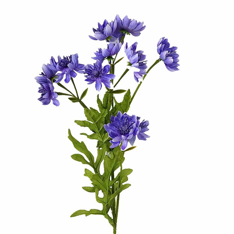 黄金菊