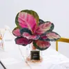 Plantas hidropônicas fáceis de cultivar em ambientes internos Calathea Maçã Verde planta verde planta em vaso adequada para todas as estações sala de estar escritório mesa folhas grandes tolerante à sombra